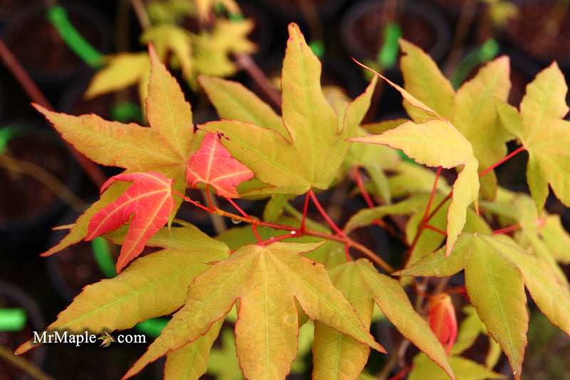 - Acer oliverianum x 'Mystic Jewel' Japanese Maple - Mr Maple │ Buy Japanese Maple Trees