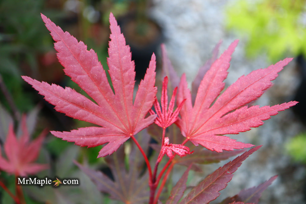 Acer palmatum 'Crimson Prince' Dark Red Japanese Maple