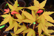 - Acer oliverianum x 'Mystic Jewel' Japanese Maple - Mr Maple │ Buy Japanese Maple Trees