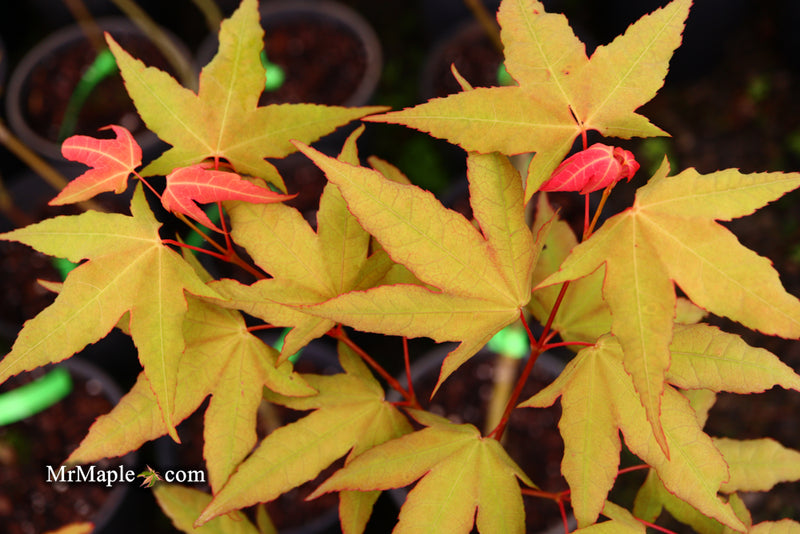 - Acer oliverianum x 'Mystic Jewel' Japanese Maple - Mr Maple │ Buy Japanese Maple Trees