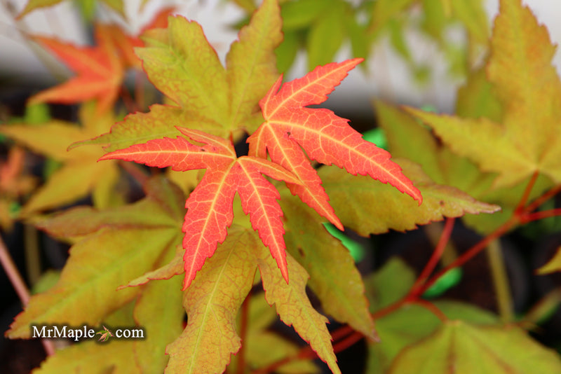 - Acer oliverianum x 'Mystic Jewel' Japanese Maple - Mr Maple │ Buy Japanese Maple Trees
