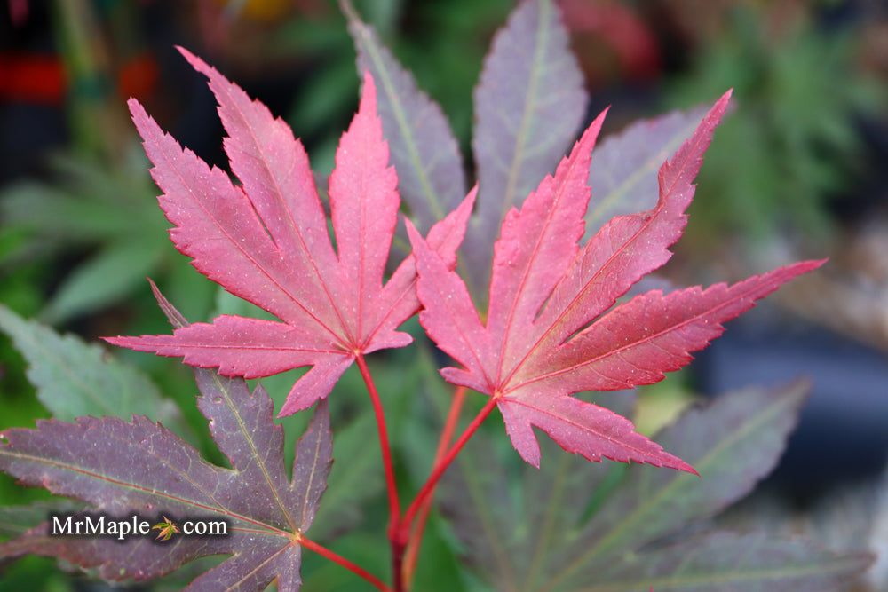 Acer palmatum 'Crimson Prince' Dark Red Japanese Maple