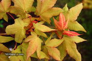- Acer oliverianum x 'Mystic Jewel' Japanese Maple - Mr Maple │ Buy Japanese Maple Trees