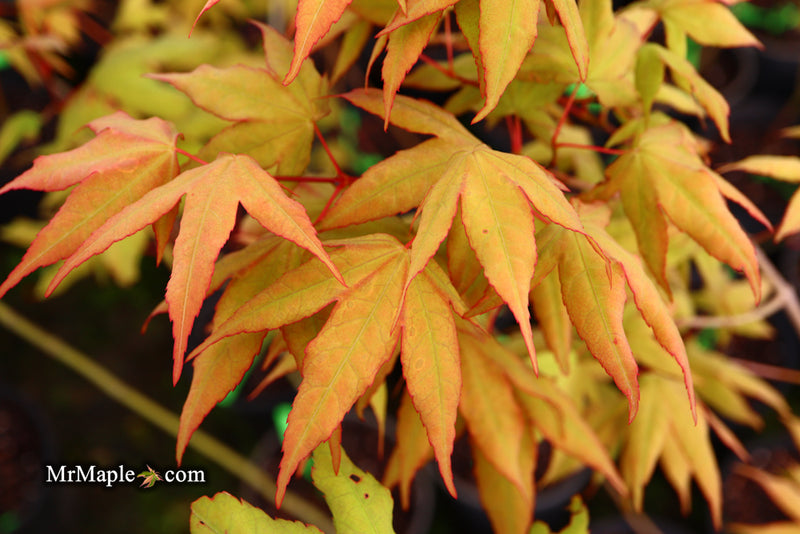 - Acer oliverianum x 'Mystic Jewel' Japanese Maple - Mr Maple │ Buy Japanese Maple Trees