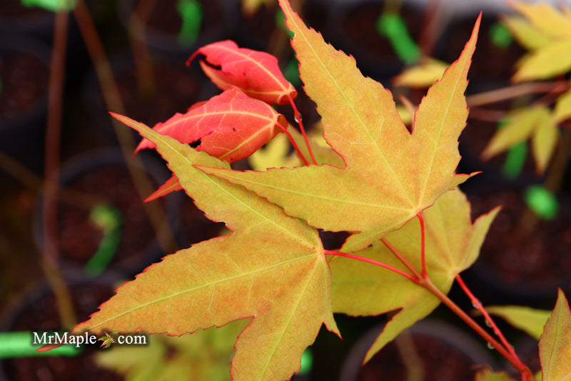 - Acer oliverianum x 'Mystic Jewel' Japanese Maple - Mr Maple │ Buy Japanese Maple Trees