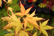 - Acer oliverianum x 'Mystic Jewel' Japanese Maple - Mr Maple │ Buy Japanese Maple Trees