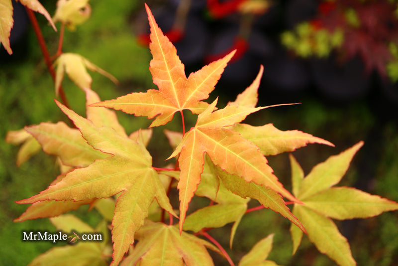 - Acer oliverianum x 'Mystic Jewel' Japanese Maple - Mr Maple │ Buy Japanese Maple Trees