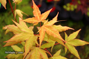 - Acer oliverianum x 'Mystic Jewel' Japanese Maple - Mr Maple │ Buy Japanese Maple Trees