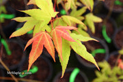 - Acer oliverianum x 'Mystic Jewel' Japanese Maple - Mr Maple │ Buy Japanese Maple Trees