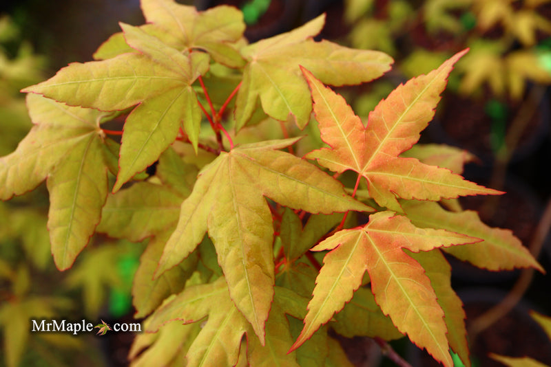 - Acer oliverianum x 'Mystic Jewel' Japanese Maple - Mr Maple │ Buy Japanese Maple Trees