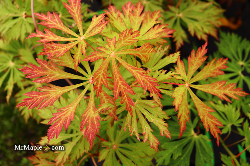 - Acer japonicum 'Mai kujaku' Dancing Peacock Japanese Maple - Mr Maple │ Buy Japanese Maple Trees