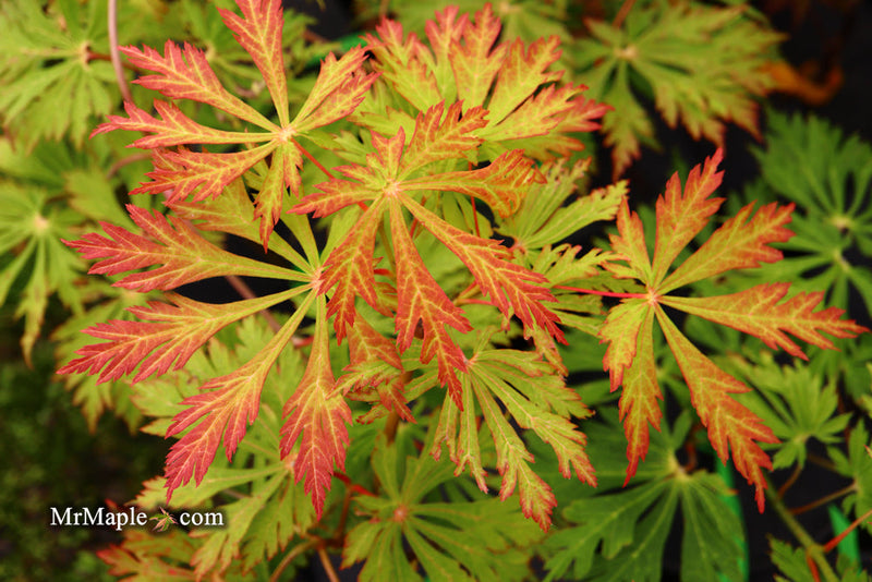 - FOR PICKUP ONLY | Acer japonicum 'Mai kujaku' Dancing Peacock Japanese Maple | DOES NOT SHIP - Mr Maple │ Buy Japanese Maple Trees