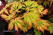 - Acer japonicum 'Mai kujaku' Dancing Peacock Japanese Maple - Mr Maple │ Buy Japanese Maple Trees