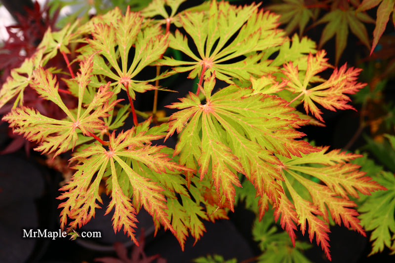 - Acer japonicum 'Mai kujaku' Dancing Peacock Japanese Maple - Mr Maple │ Buy Japanese Maple Trees
