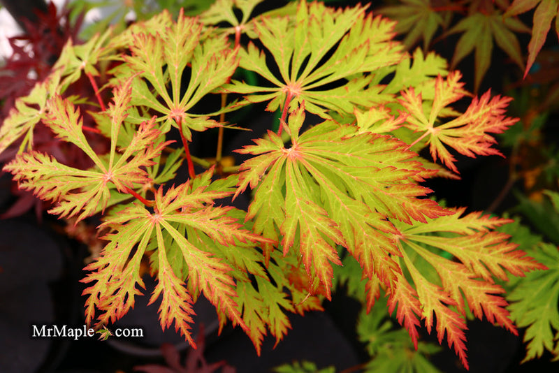 - FOR PICKUP ONLY | Acer japonicum 'Mai kujaku' Dancing Peacock Japanese Maple | DOES NOT SHIP - Mr Maple │ Buy Japanese Maple Trees