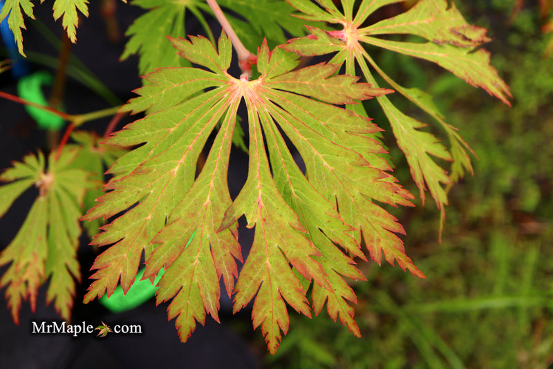 - Acer japonicum 'Mai kujaku' Dancing Peacock Japanese Maple - Mr Maple │ Buy Japanese Maple Trees