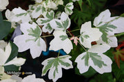 - FOR PICK UP ONLY | Acer campestre 'Carnival' White Variegated Maple | DOES NOT SHIP - Mr Maple │ Buy Japanese Maple Trees