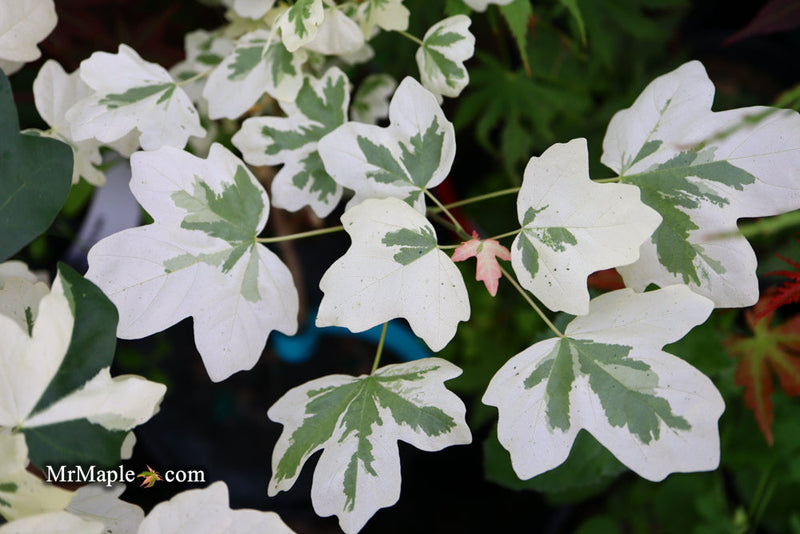 - FOR PICK UP ONLY | Acer campestre 'Carnival' White Variegated Maple | DOES NOT SHIP - Mr Maple │ Buy Japanese Maple Trees
