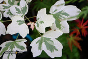 - FOR PICK UP ONLY | Acer campestre 'Carnival' White Variegated Maple | DOES NOT SHIP - Mr Maple │ Buy Japanese Maple Trees