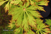- FOR PICKUP ONLY | Acer japonicum 'Mai kujaku' Dancing Peacock Japanese Maple | DOES NOT SHIP - Mr Maple │ Buy Japanese Maple Trees