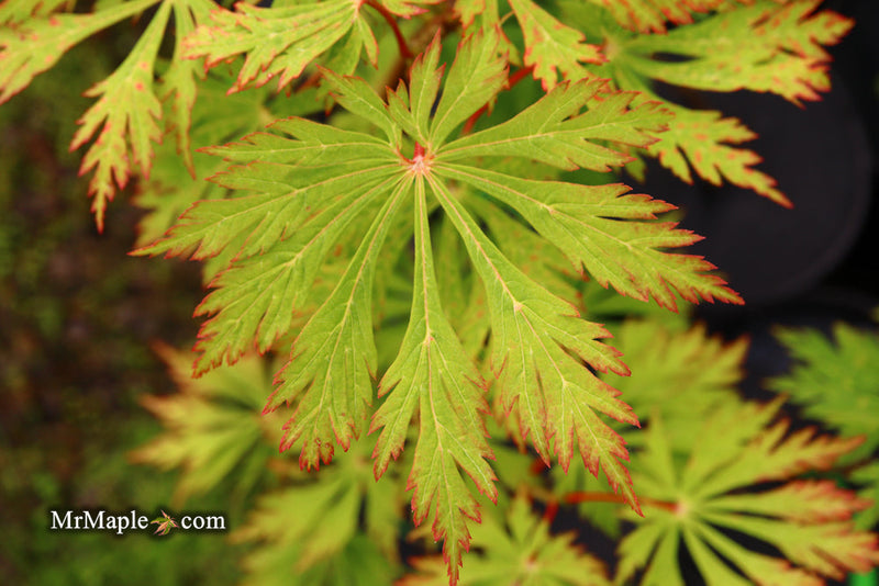 - FOR PICKUP ONLY | Acer japonicum 'Mai kujaku' Dancing Peacock Japanese Maple | DOES NOT SHIP - Mr Maple │ Buy Japanese Maple Trees