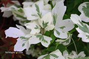 - FOR PICK UP ONLY | Acer campestre 'Carnival' White Variegated Maple | DOES NOT SHIP - Mr Maple │ Buy Japanese Maple Trees
