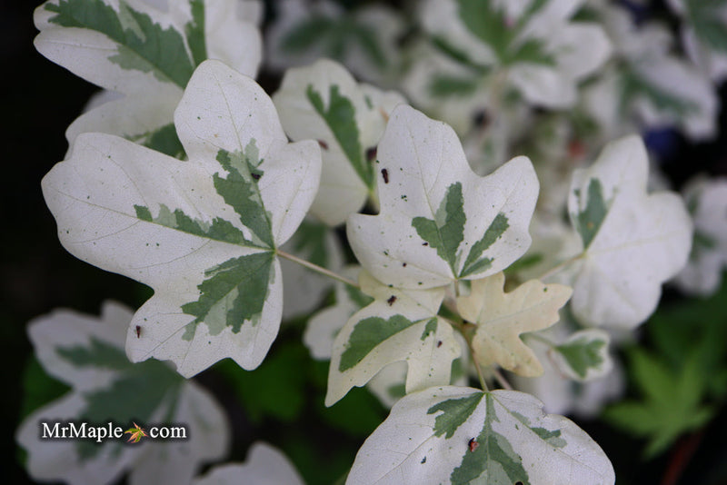 - FOR PICK UP ONLY | Acer campestre 'Carnival' White Variegated Maple | DOES NOT SHIP - Mr Maple │ Buy Japanese Maple Trees