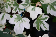 - FOR PICK UP ONLY | Acer campestre 'Carnival' White Variegated Maple | DOES NOT SHIP - Mr Maple │ Buy Japanese Maple Trees
