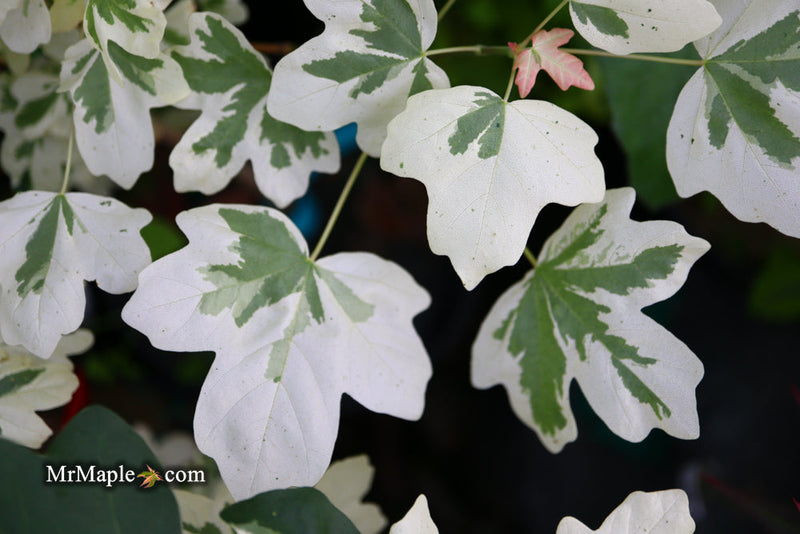 - FOR PICK UP ONLY | Acer campestre 'Carnival' White Variegated Maple | DOES NOT SHIP - Mr Maple │ Buy Japanese Maple Trees