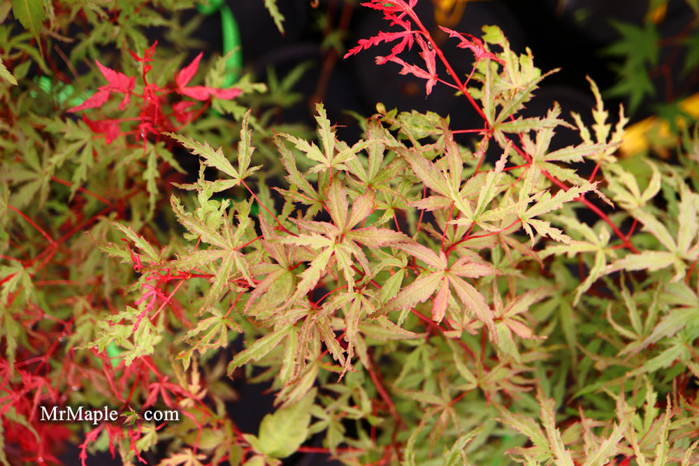 FOR PICKUP ONLY | Acer palmatum 'Beni fushigi' Japanese Maple | DOES NOT SHIP