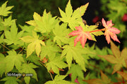 - Acer palmatum 'Orange Dream' Japanese Maple - Mr Maple │ Buy Japanese Maple Trees