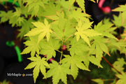 - Acer palmatum 'Orange Dream' Japanese Maple - Mr Maple │ Buy Japanese Maple Trees
