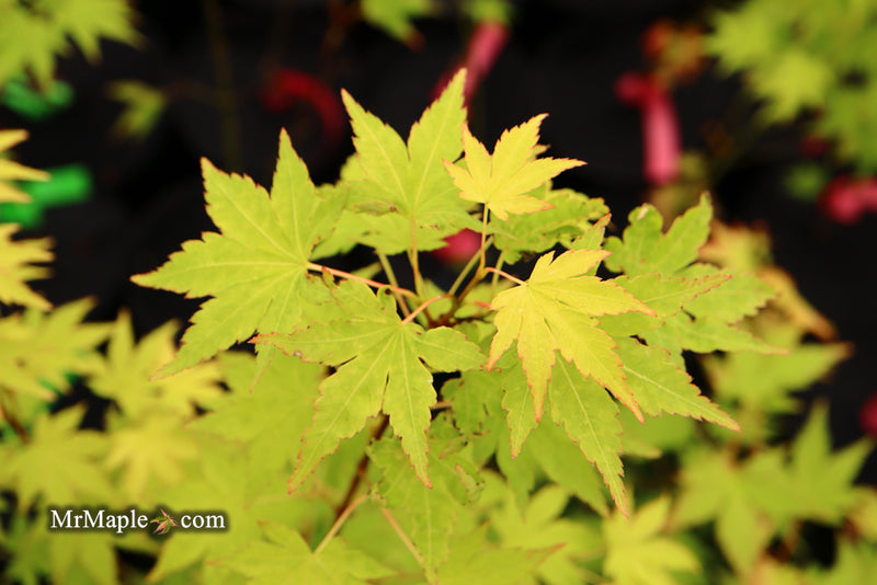 - Acer palmatum 'Orange Dream' Japanese Maple - Mr Maple │ Buy Japanese Maple Trees