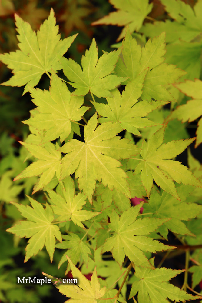 - Acer palmatum 'Orange Dream' Japanese Maple - Mr Maple │ Buy Japanese Maple Trees