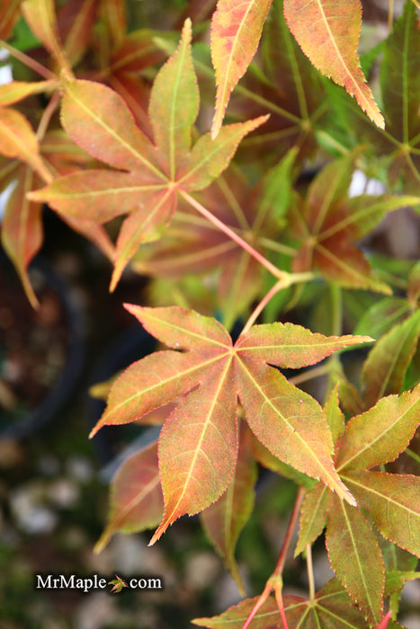 Acer palmatum 'Gable's Glory' Chameleon Japanese Maple