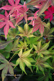 - Acer palmatum 'Gable's Glory' Chameleon Japanese Maple - Mr Maple │ Buy Japanese Maple Trees