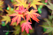 - Acer palmatum 'Mila' Japanese Maple - Mr Maple │ Buy Japanese Maple Trees