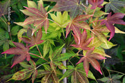 - Acer palmatum 'Gable's Glory' Chameleon Japanese Maple - Mr Maple │ Buy Japanese Maple Trees