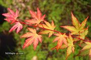 - Acer palmatum 'Mila' Japanese Maple - Mr Maple │ Buy Japanese Maple Trees