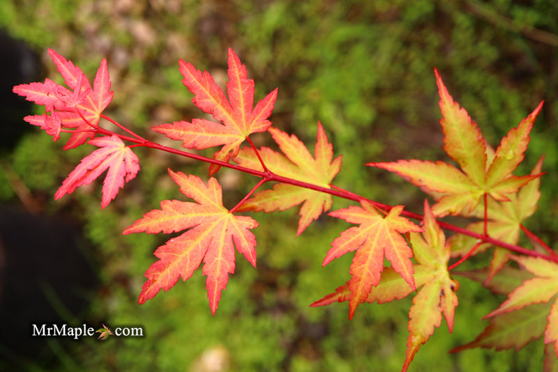 - Acer palmatum 'Mila' Japanese Maple - Mr Maple │ Buy Japanese Maple Trees