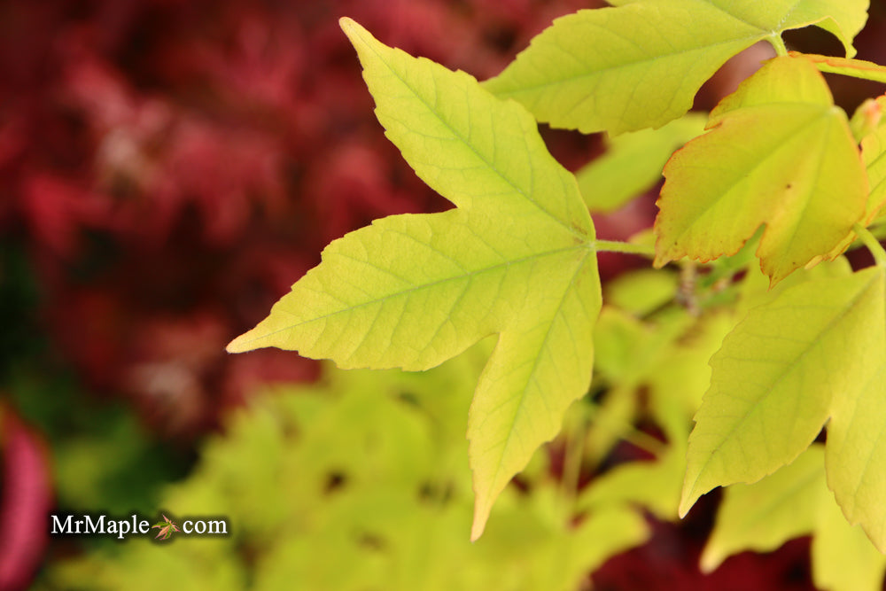 Acer buergerianum 'Michael Steinhardt' Golden Trident Maple