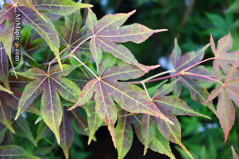 - Acer palmatum 'Gable's Glory' Chameleon Japanese Maple - Mr Maple │ Buy Japanese Maple Trees