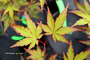 - Acer palmatum 'Mila' Japanese Maple - Mr Maple │ Buy Japanese Maple Trees