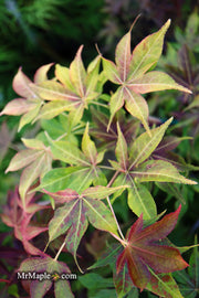 - Acer palmatum 'Gable's Glory' Chameleon Japanese Maple - Mr Maple │ Buy Japanese Maple Trees
