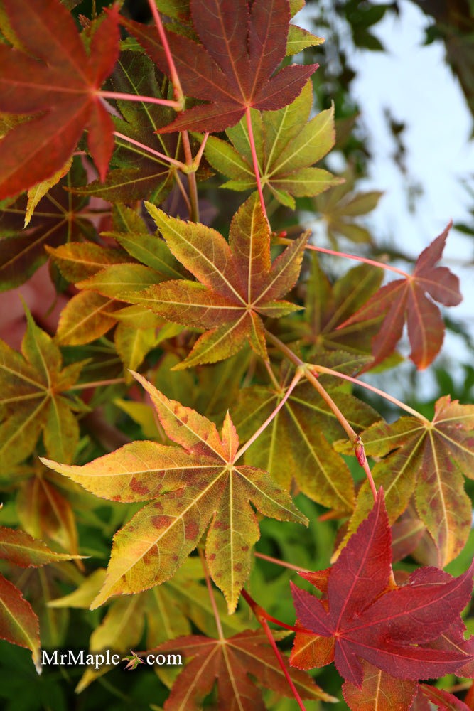 - Acer palmatum 'Gable's Glory' Chameleon Japanese Maple - Mr Maple │ Buy Japanese Maple Trees