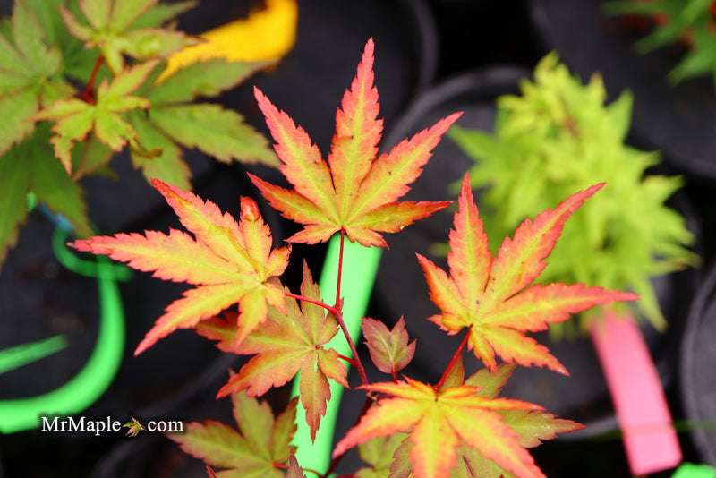 - Acer palmatum 'Mila' Japanese Maple - Mr Maple │ Buy Japanese Maple Trees