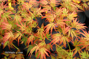 - Acer palmatum 'Jeddeloh Orange' Weeping Japanese Maple - Mr Maple │ Buy Japanese Maple Trees