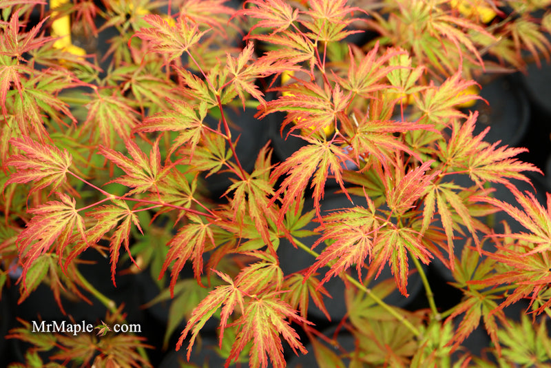 - Acer palmatum 'Jeddeloh Orange' Weeping Japanese Maple - Mr Maple │ Buy Japanese Maple Trees