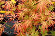 - Acer palmatum 'Jeddeloh Orange' Weeping Japanese Maple - Mr Maple │ Buy Japanese Maple Trees