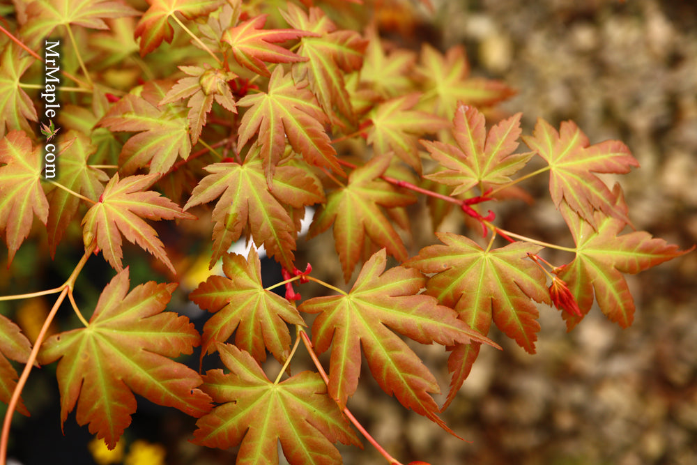 Acer palmatum 'Momoiro koyosan' Japanese Maple